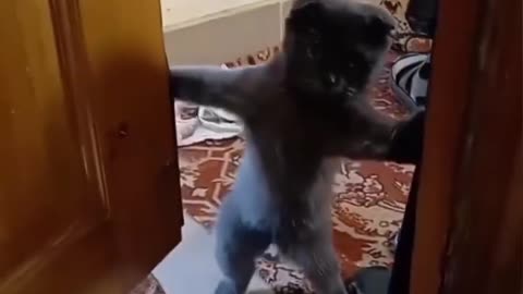 Funny cats
