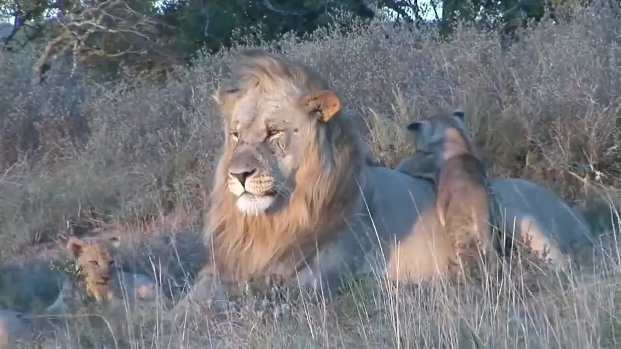 It's hard to take care of cubs
