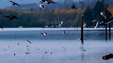 Crowd of Birds in the pond