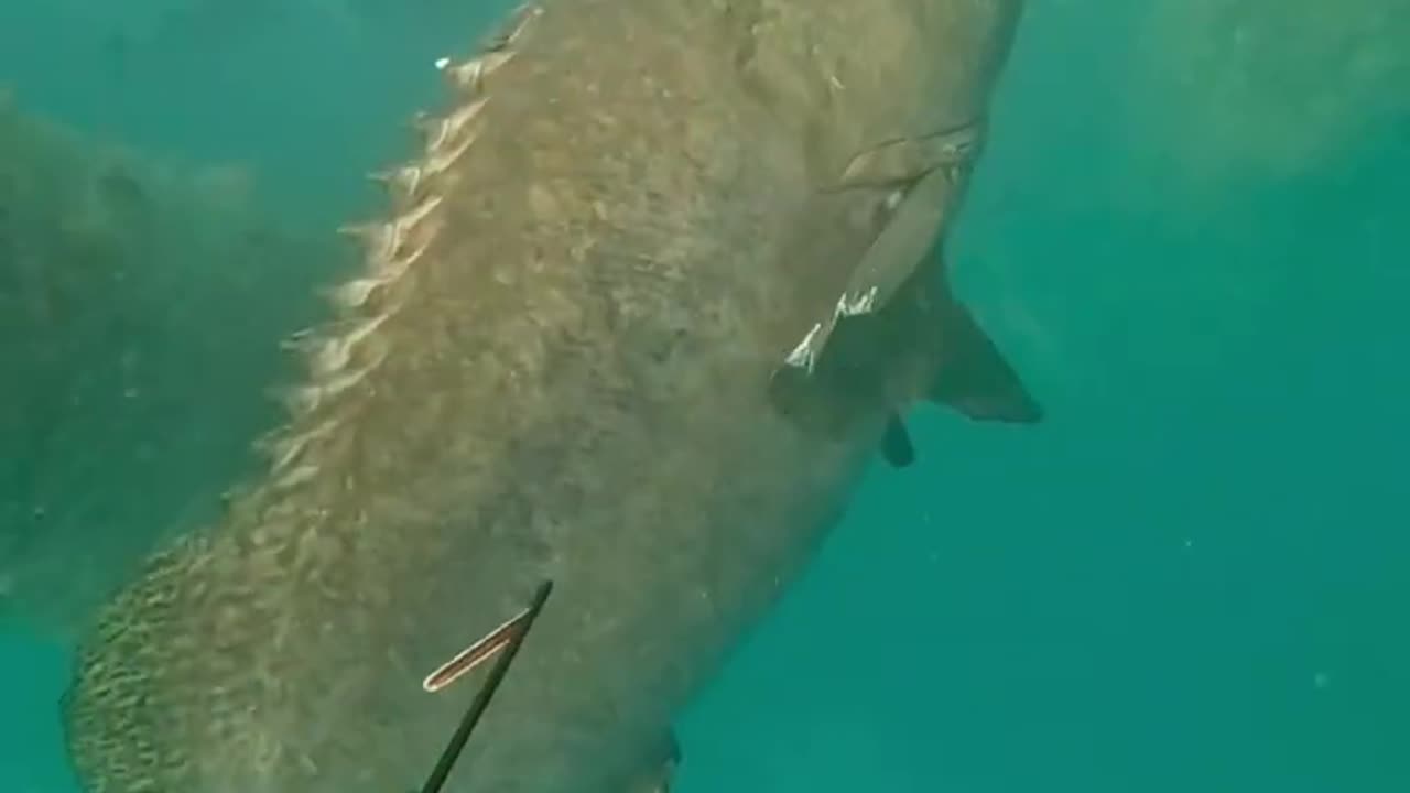 monster fish