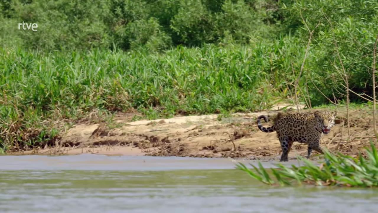 La tierra del Jaguar