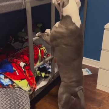 someone help me up to sleep this dog loves family time