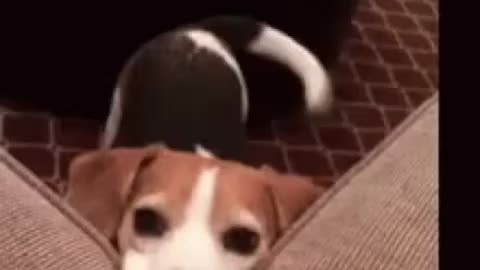 Cute Dog Gif