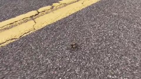 Arizona Blond Tarantula! | Spot