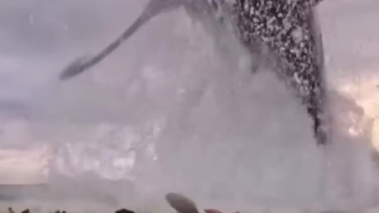 Shark Jump out of Water