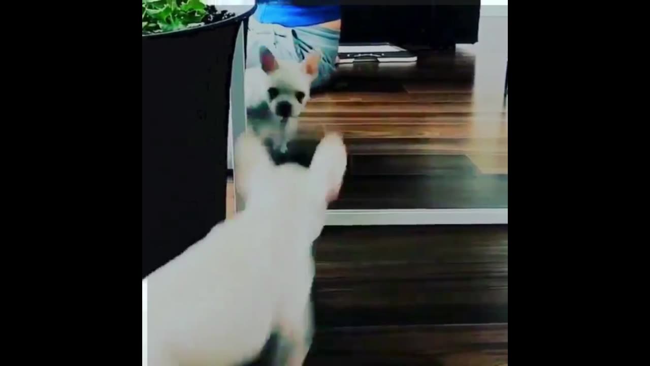 Funny Animal Videos 2022 😂 - Funniest Cats And Dogs Videos 😺😍 #15