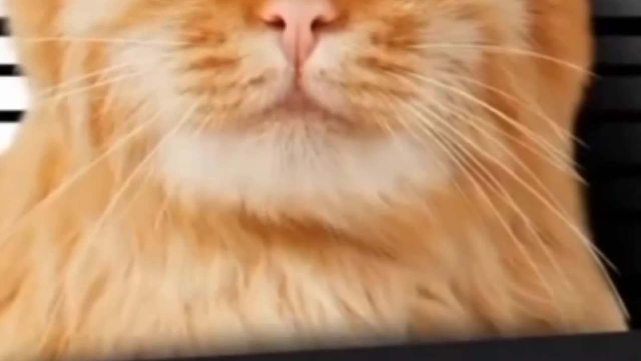 Funny Cat caught by police