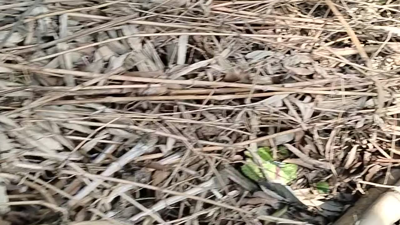 Dry Bamboo and branches