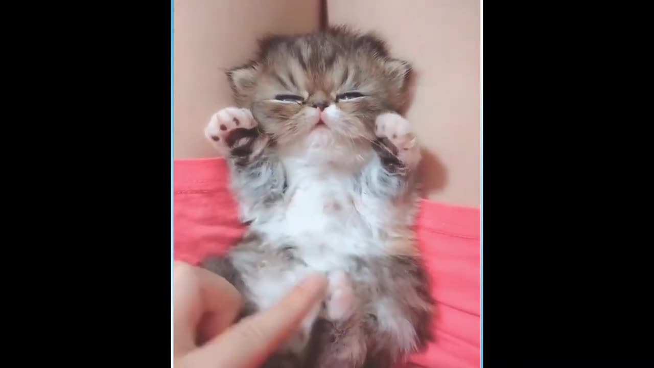 funny and cute cats part 1