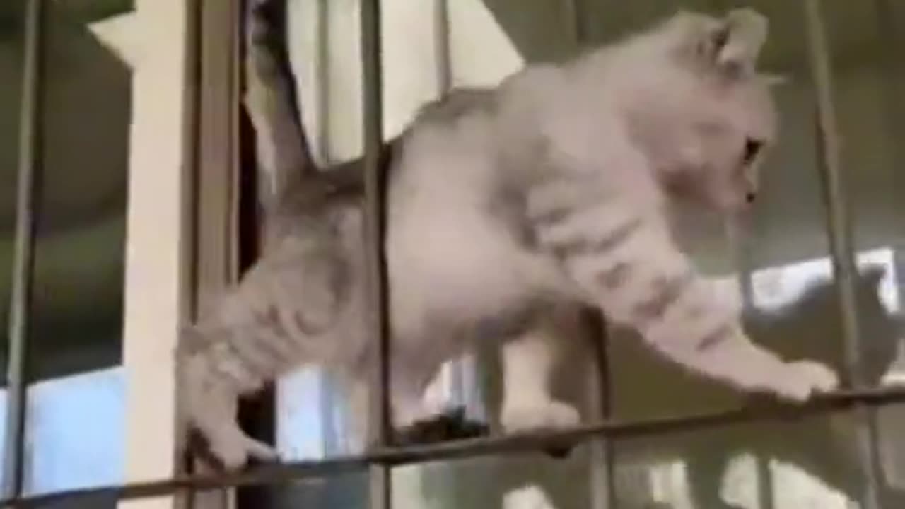 Funny Cat videos