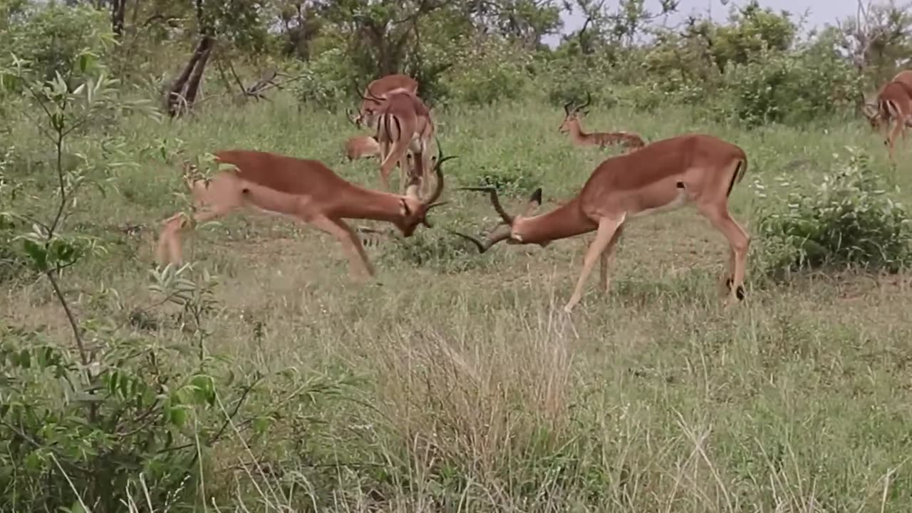 Impala Rams Fighting Animal Videos