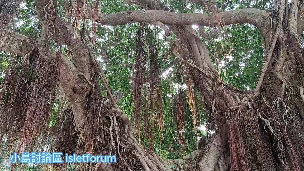 你多就沒有在大樹下乘涼過呢?How long have you ever enjoyed the shade under a big tree?