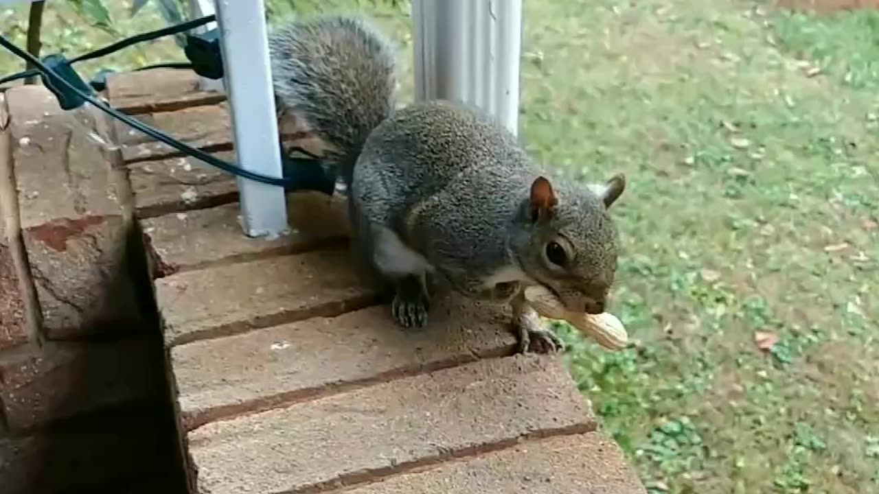 She's very alert of her surroundings 🐿️🐾