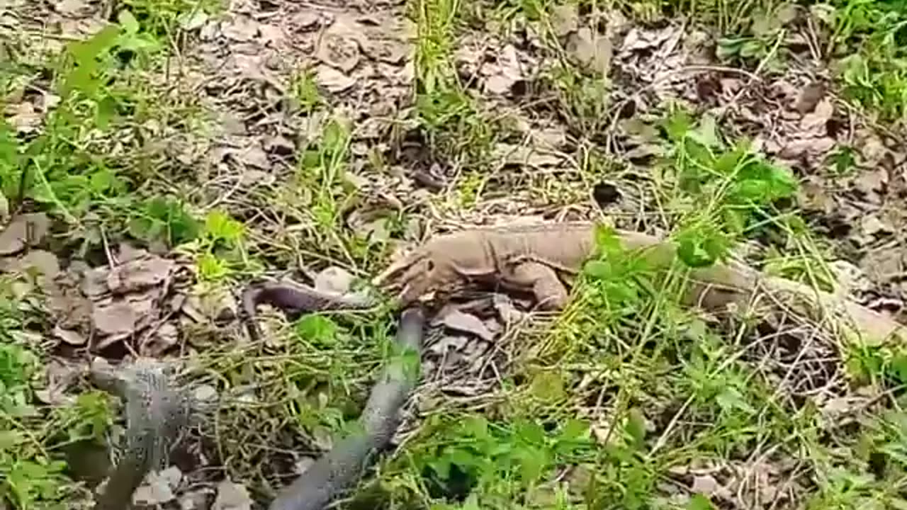 Ular vs biawak