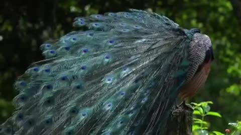 Peacock Opening Feathers