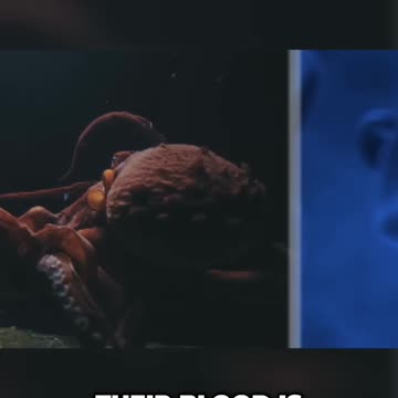 How Many Hearts Does An Octopus Have?