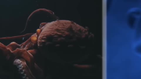 How Many Hearts Does An Octopus Have?