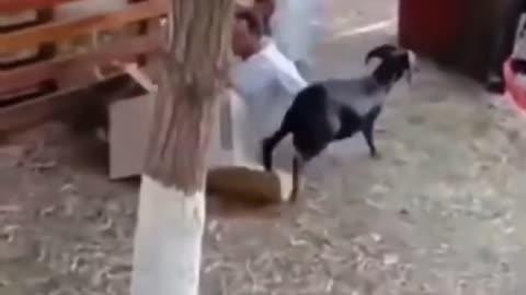 New Comedy videos 2024 ||new funny video 2024|| trending comedy videos funny videos