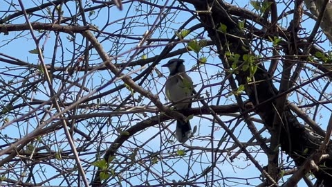 Blue Jay in May