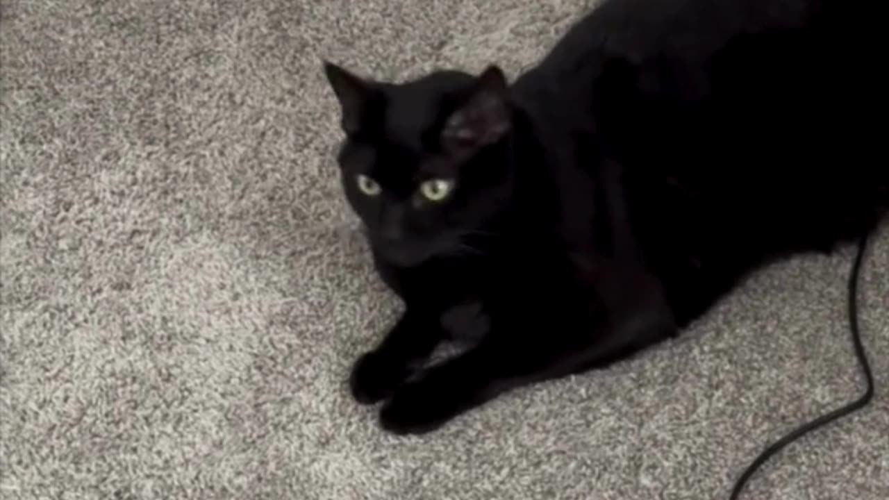 Cute Precious Piper Guards the Fan and Its Cord - Adopting a Cat from a Shelter Vlog