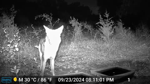 Coyote and 1 Deer