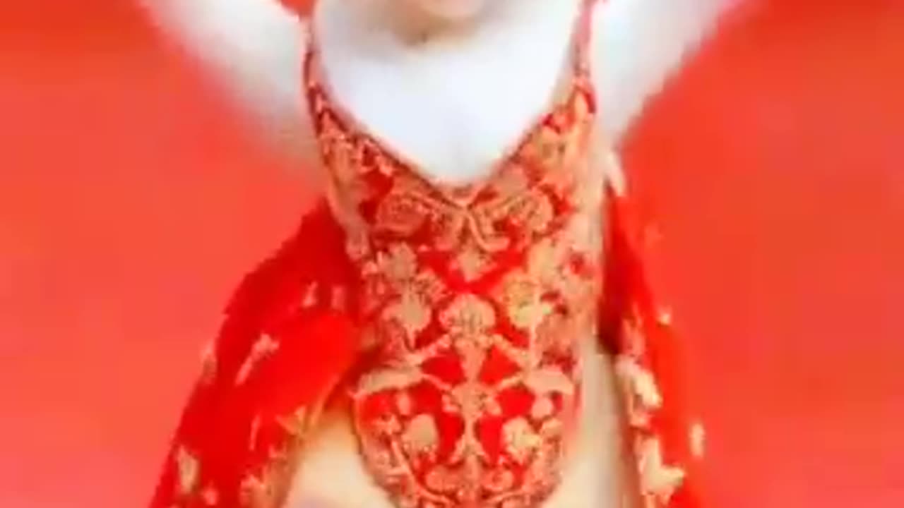 Cute Cat Dancing Video 😺😍 #cat #dog #dogdance #catdance