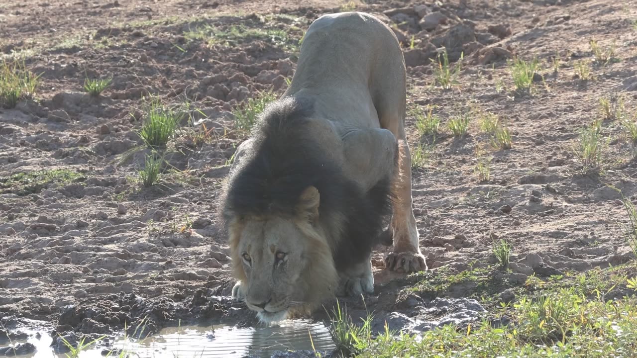 Male Lion Drinking Water