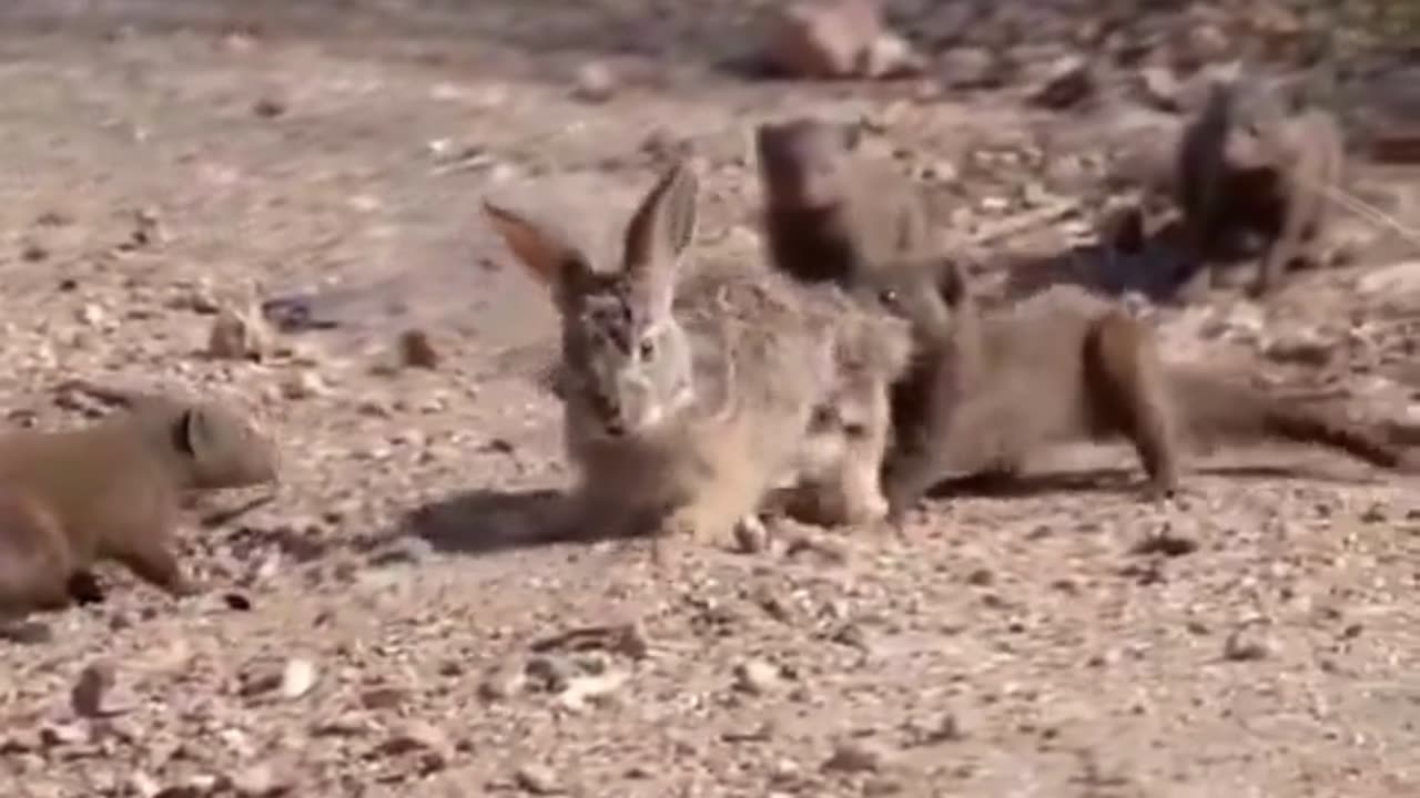 Mongoose Mob Feasts on Rabbit 🐾🦴