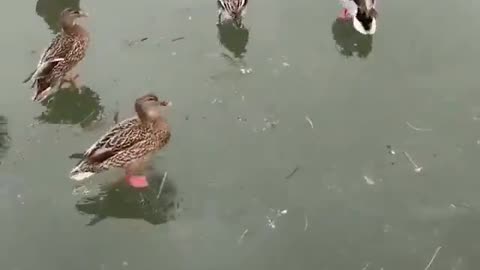 Duck landing on ice 😂