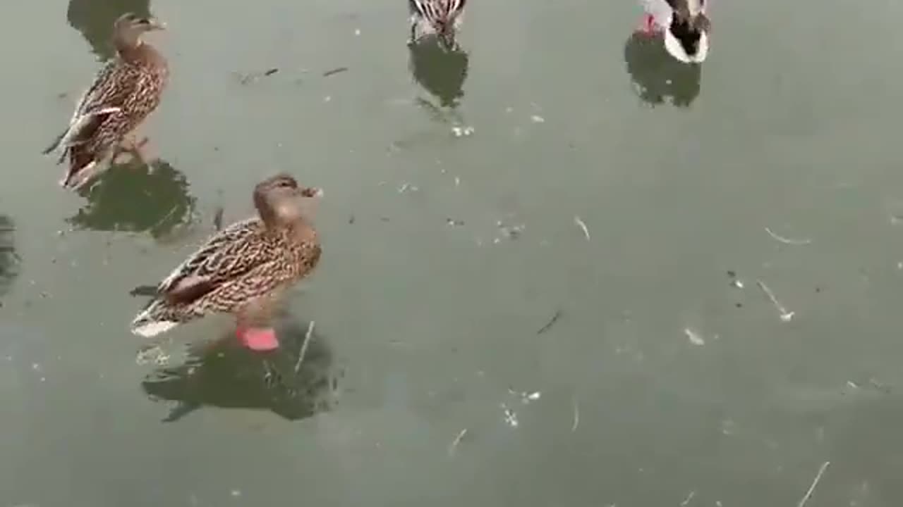 Duck landing on ice 😂