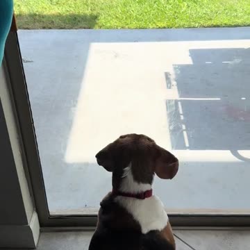 MightyDog to the rescue 🤣🤣🤣