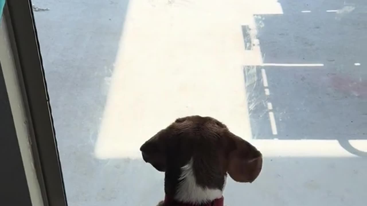 MightyDog to the rescue 🤣🤣🤣