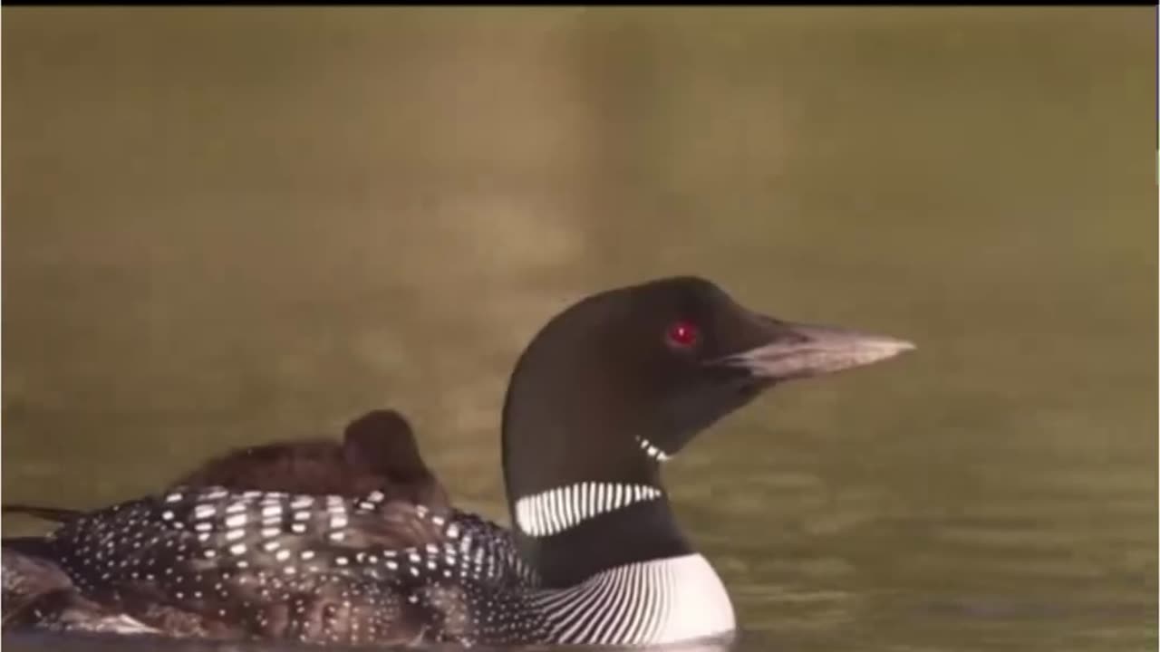 The scariest bird sounds