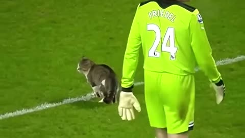 Animals in Pitch