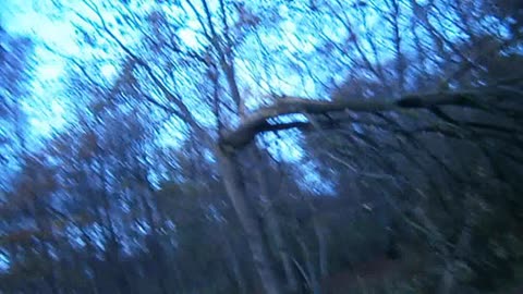 Trappor upp mot stormskadad skog. Det öde huset. Pålsjö.