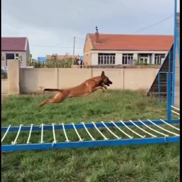 EXTREME Agility Feats by Dogs You Won't Believe!