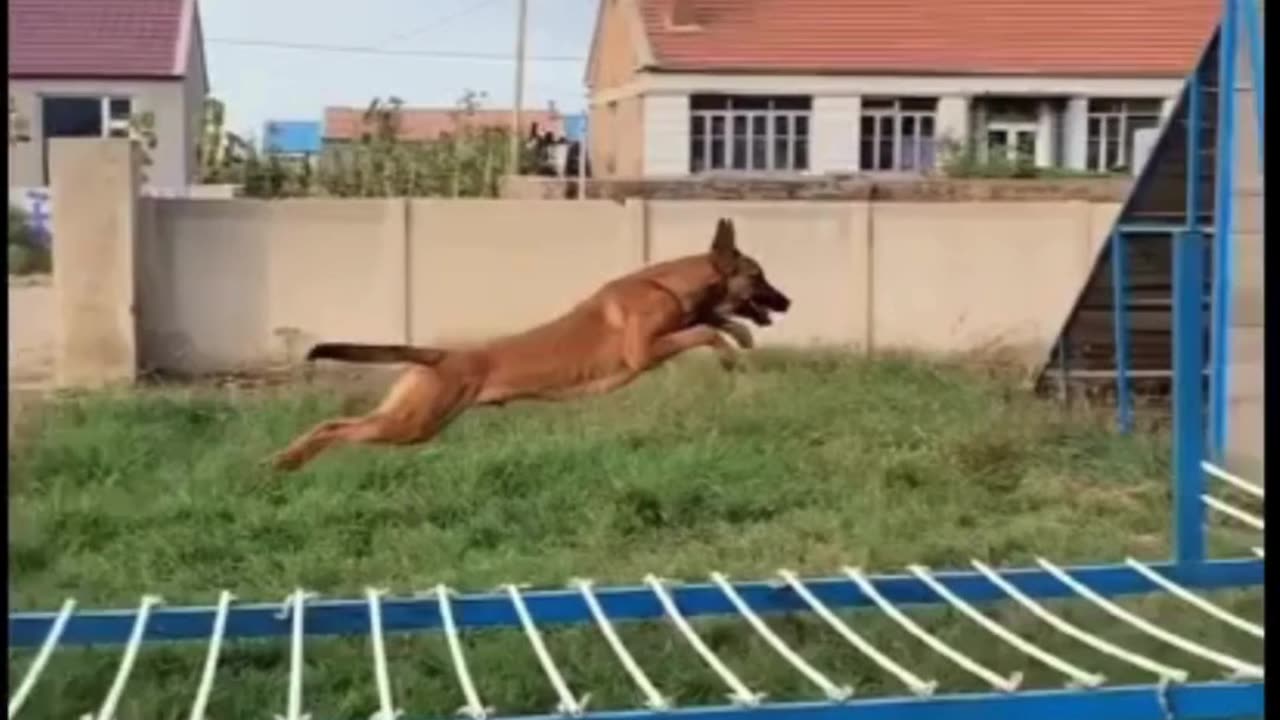 EXTREME Agility Feats by Dogs You Won't Believe!