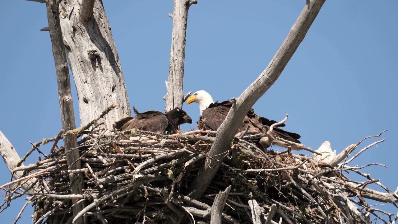 An eagle soaring in the sky