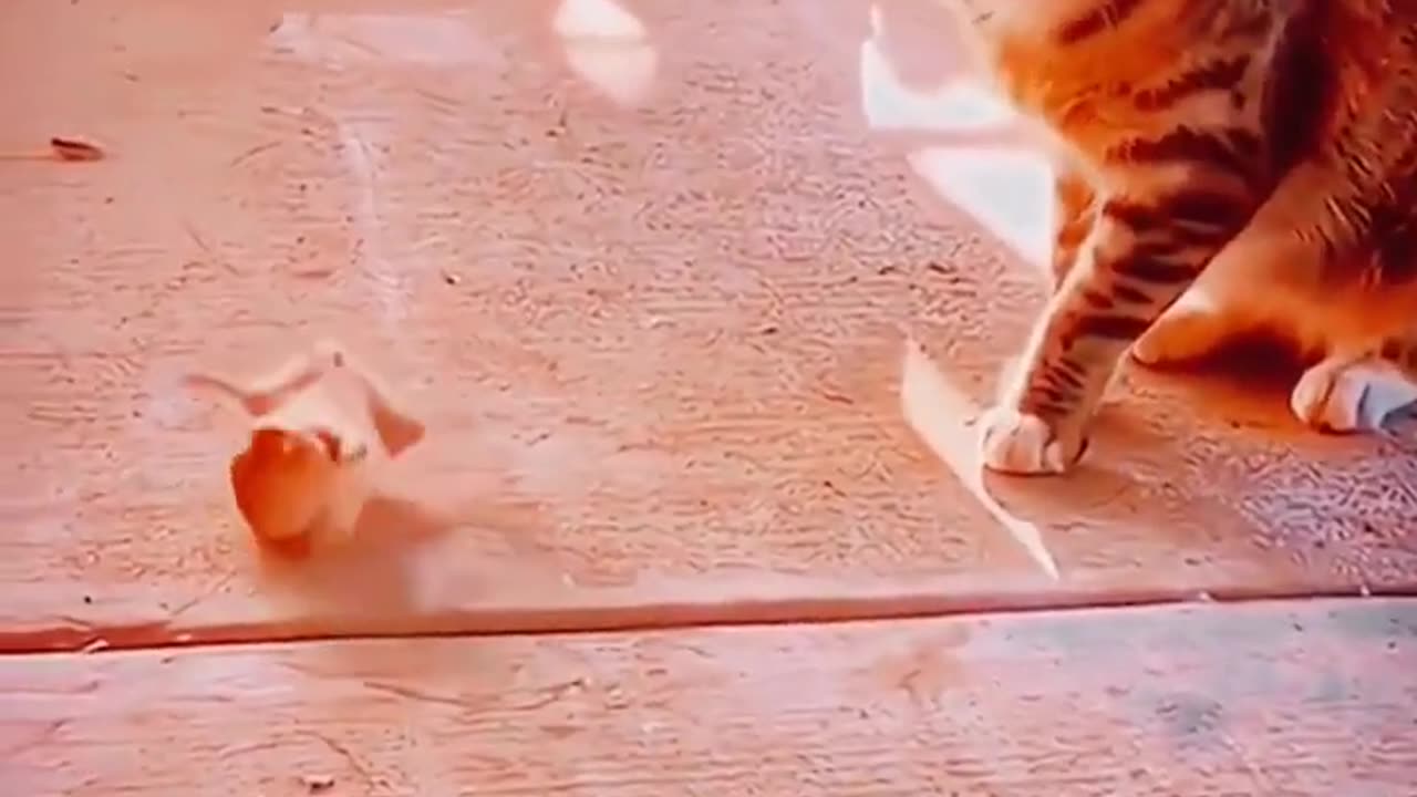 Cat and Rat Funny Videos