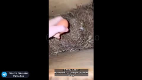 She had to switch from chicken feed to goat feed.