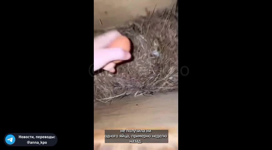 She had to switch from chicken feed to goat feed.