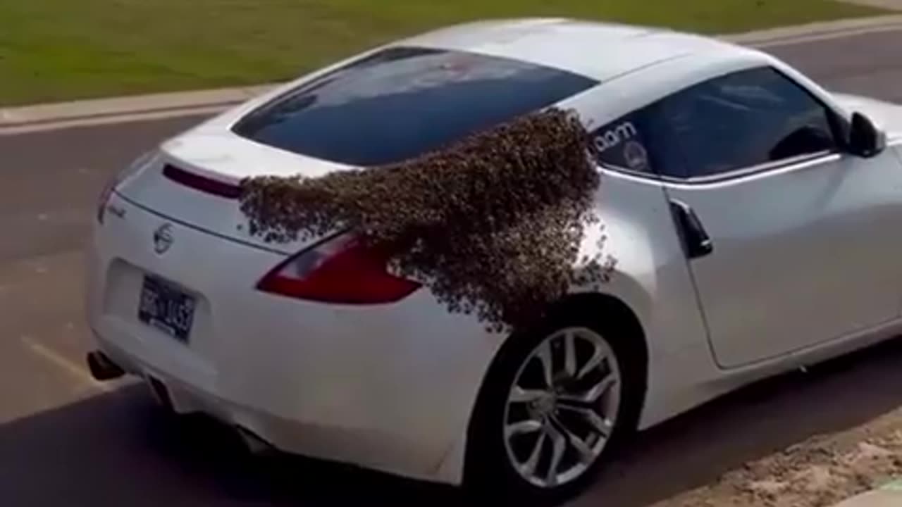 A swarm of up to 20,000 bees can follow a car if their queen gets inside in the vehicle