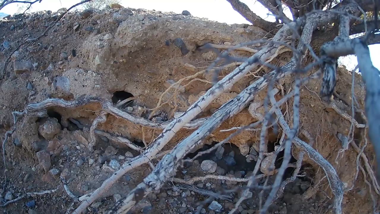 A Creosote bush. Drought Resistant Roots