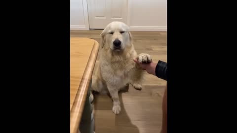 Dog funny video