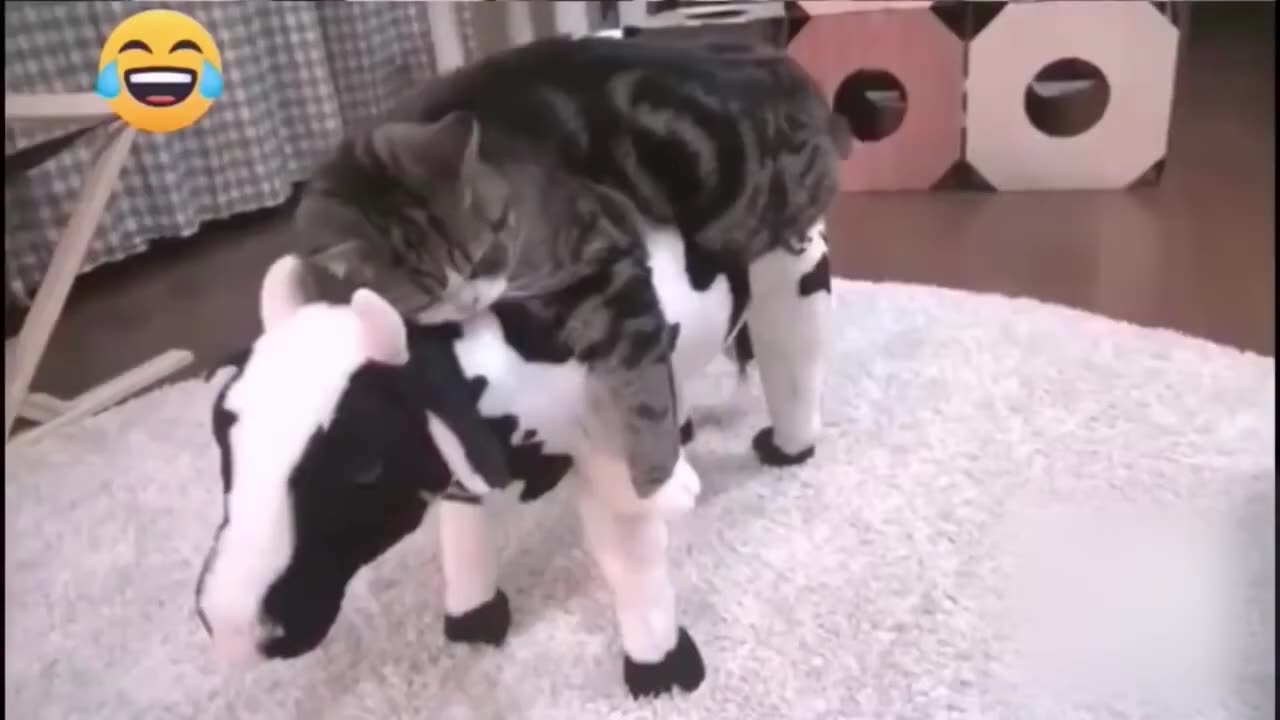 Funny Animal Video