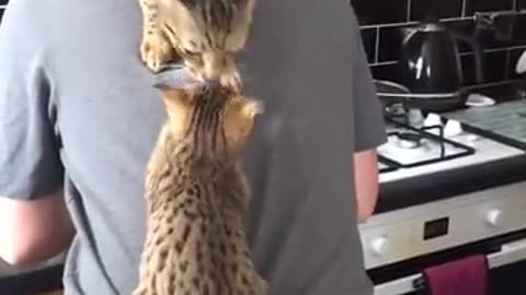 Cat climb on the owner back