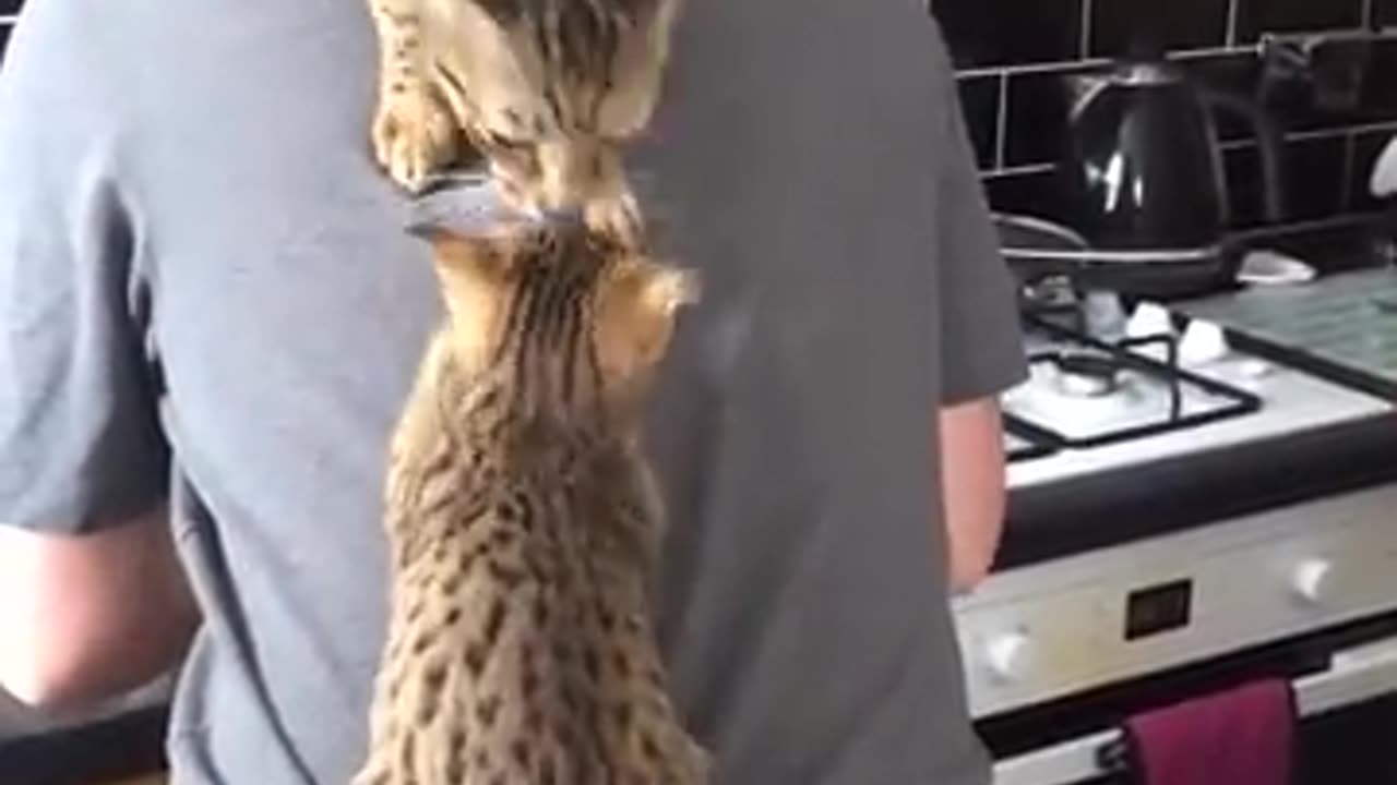 Cat climb on the owner back