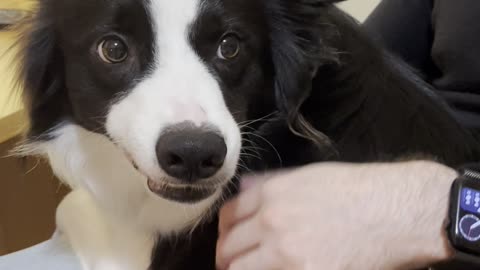 Jealous Border Collie Playfully Protects Boyfriend