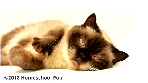 Facts about cats for kids