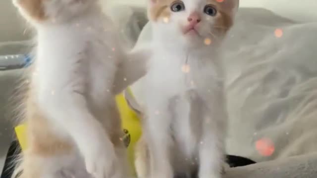 Pretty Cats & Pets Compilation